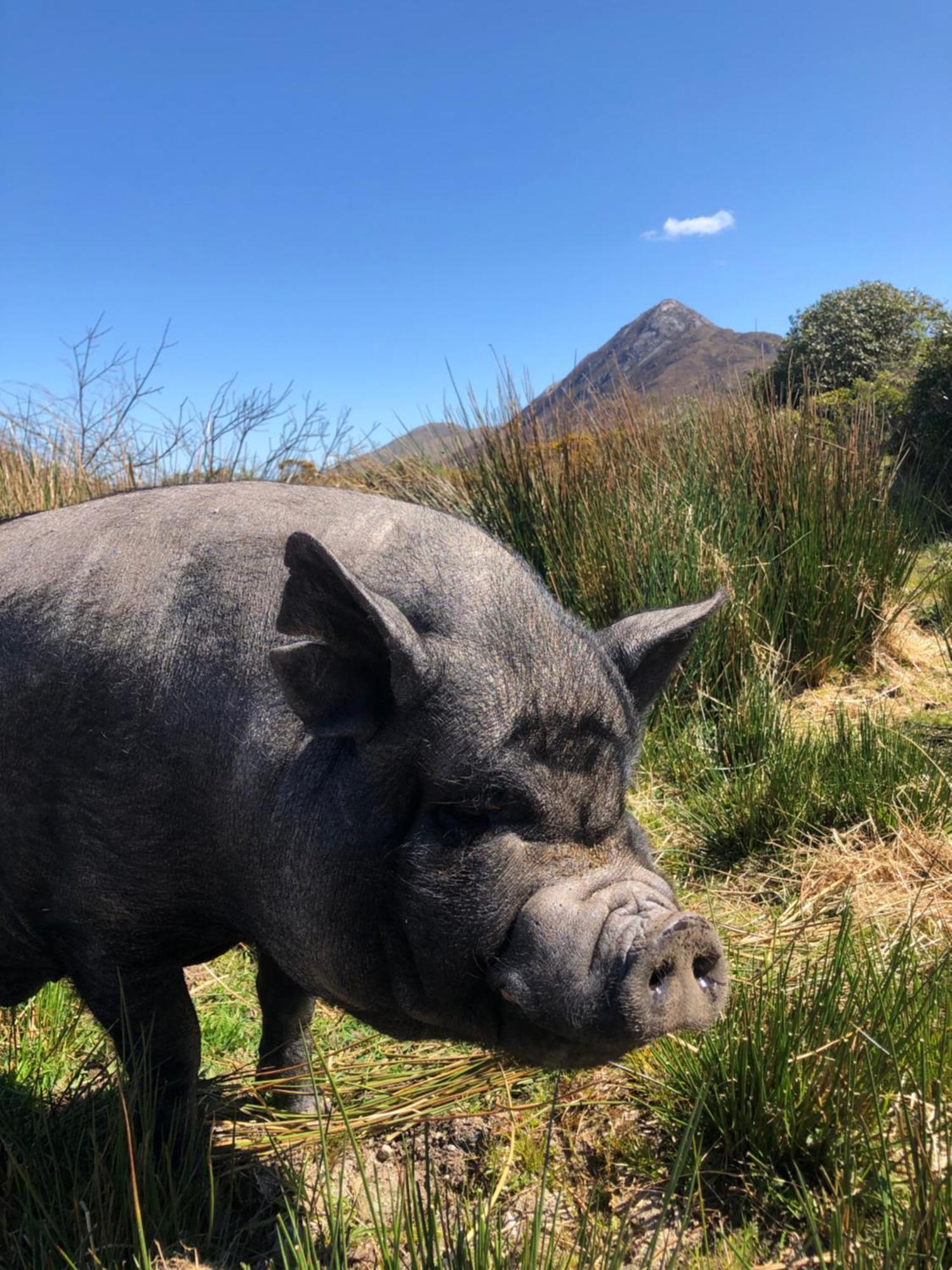 Letterfrack Farm Cottage In Village On A Farm Beside Connemara National Park エクステリア 写真